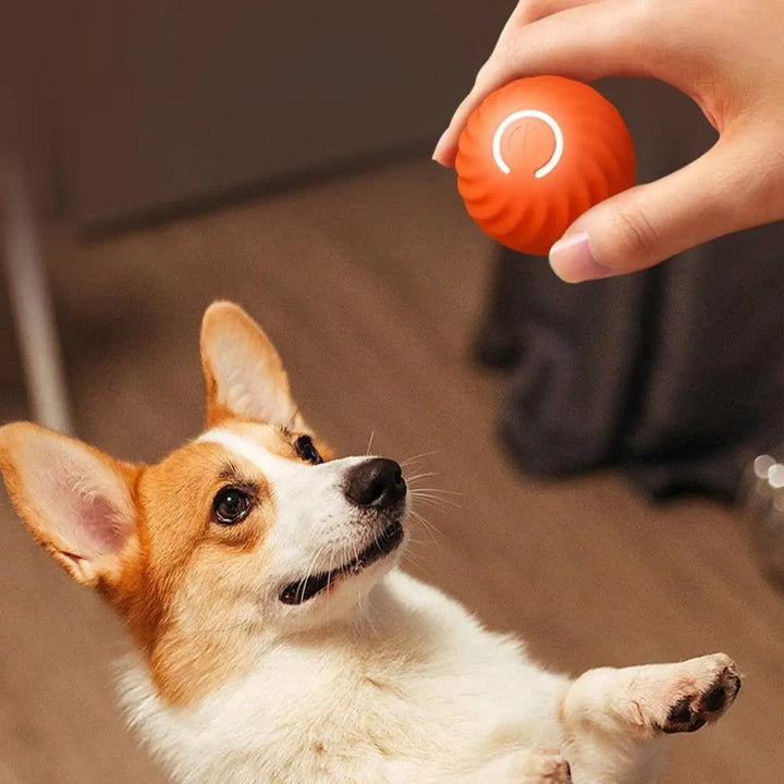 Automatisches Interaktives Hundespielzeug - RolliPlay