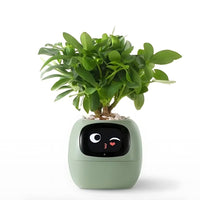 Automatischer Smart-Blumentopf – GreenBuddy SmartPot