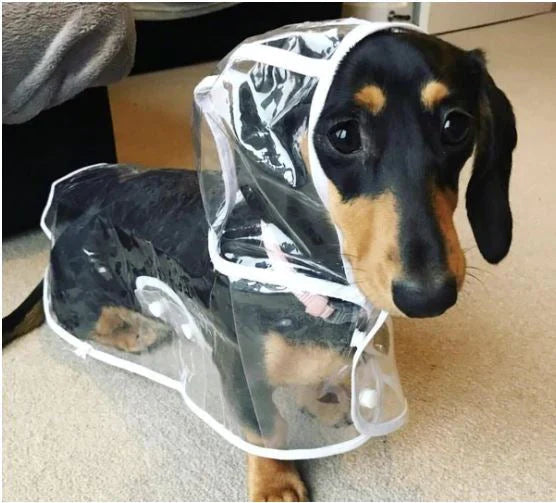 Transparente Wasserdichte Regenjacke für Hunde - DryPaw