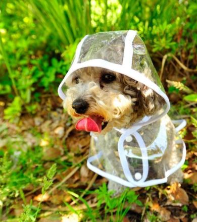 Transparente Wasserdichte Regenjacke für Hunde - DryPaw