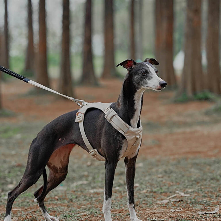 Anti-Zieh Hundegeschirr mit Multifunktionaler Leine - AquaCool