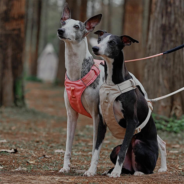 Anti-Zieh Hundegeschirr mit Multifunktionaler Leine - AquaCool