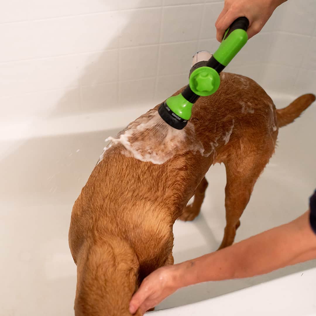 Hundeduschspray - WashBuddy