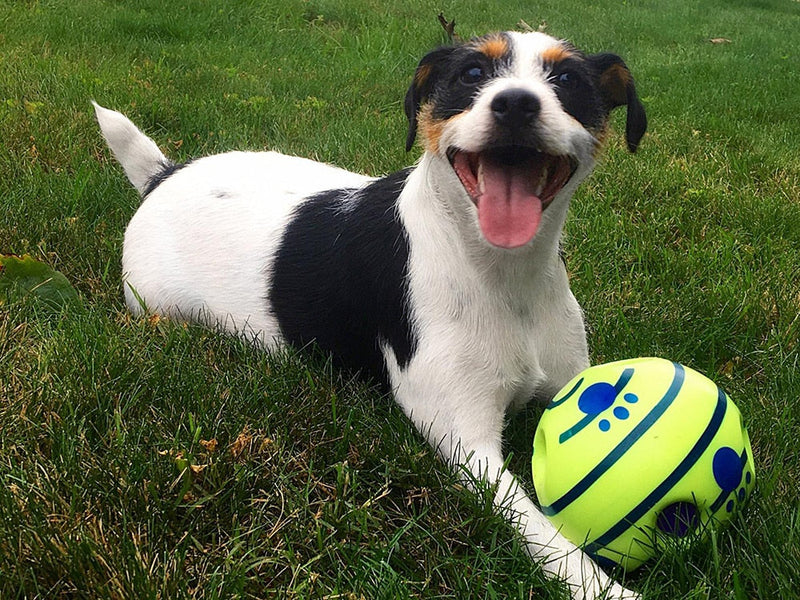 Interaktiver Spielball für Hunde - GiggleSphere