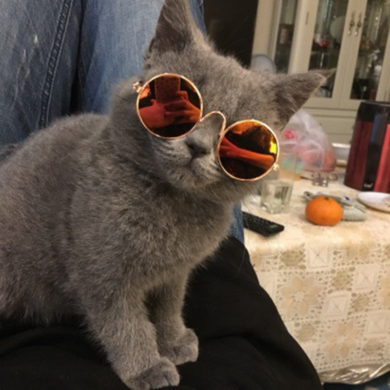 Trendy Katzenbrille - KittyShades