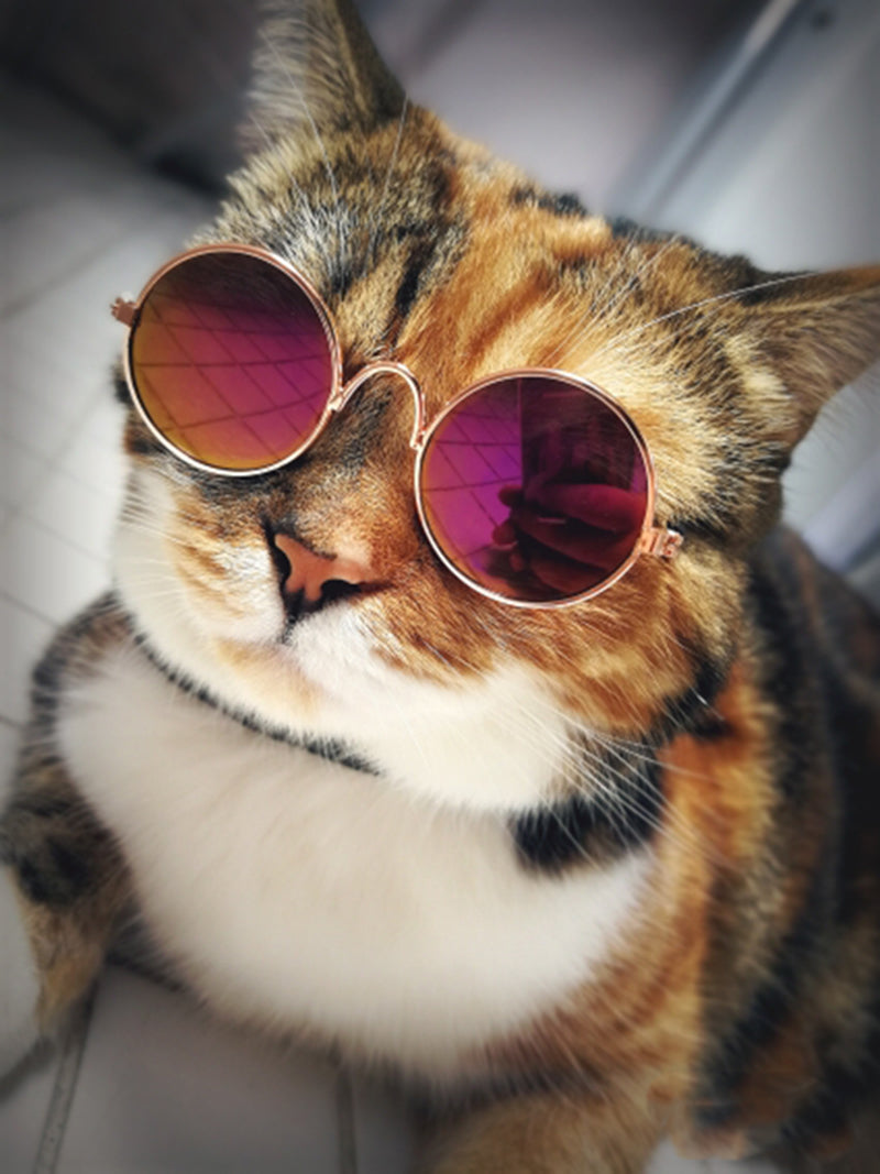 Trendy Katzenbrille - KittyShades