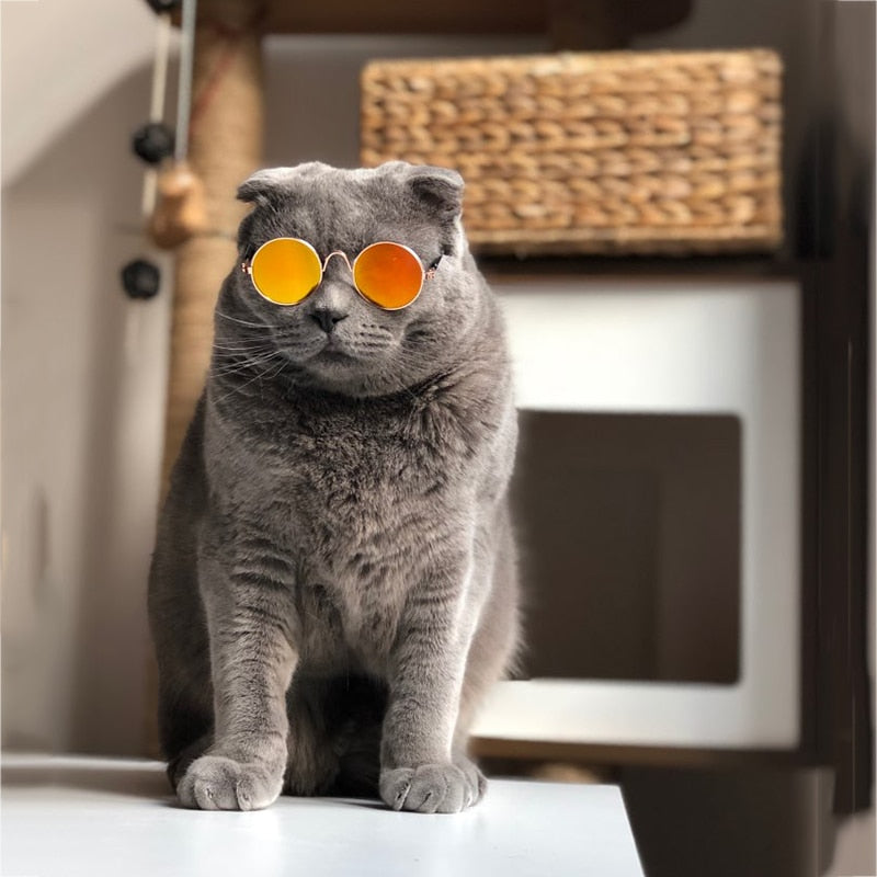 Trendy Katzenbrille - KittyShades