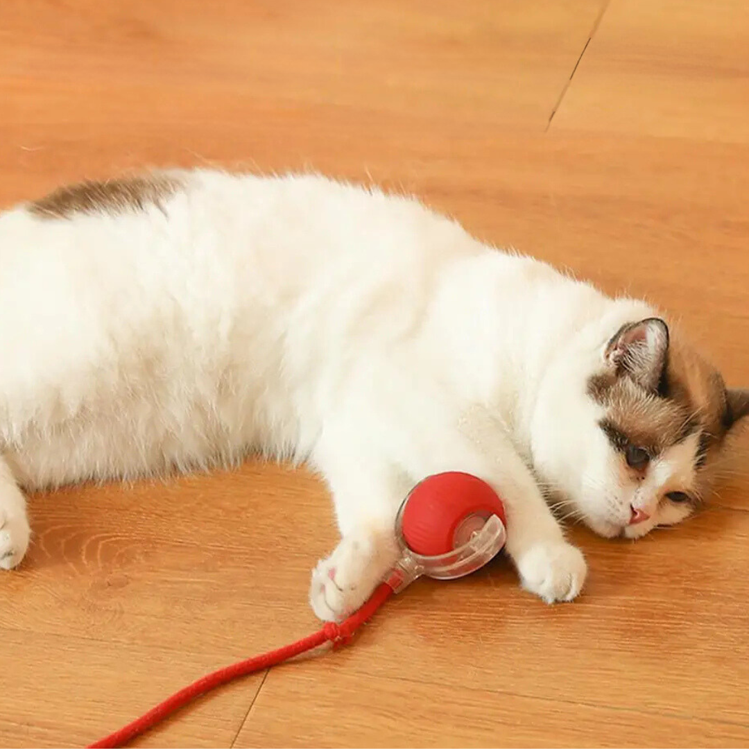 Interaktive Jagdball für Katzen - PouncePal